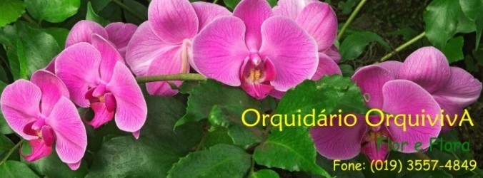 Orquidário OrquivivA