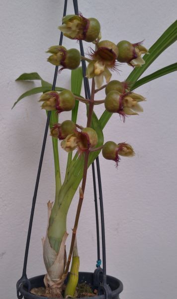 Catasetum Discolor - cód 176