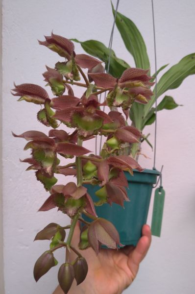 Catasetum Jumbo Tycoon (Fimbr x Tenebrosum) - cód 2202/2214