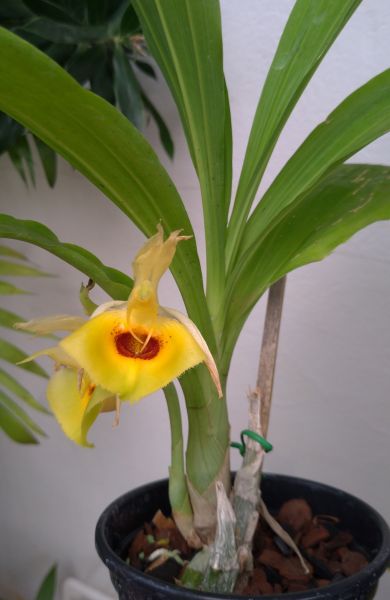 Catasetum Amarelo - cód 24-05