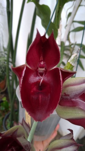 Catasetum João Stivalli # 1 - cód 31