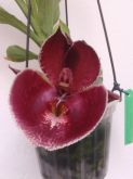 Catasetum Penang (Pileatum x Susan Fuchs) - cód 107