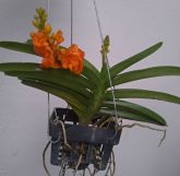 Ascocentrum Miniatum