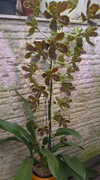 Grammatophyllum Scriptum Tiger