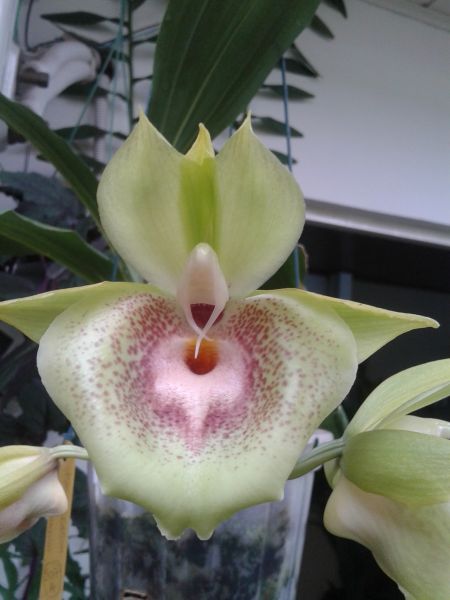 Ctsm Orchidglade (Pileatum x Expansum) - cód 68