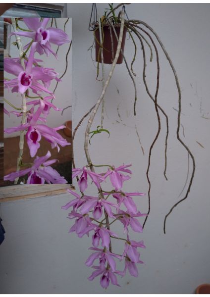 Dendrobium Anosmum tipo